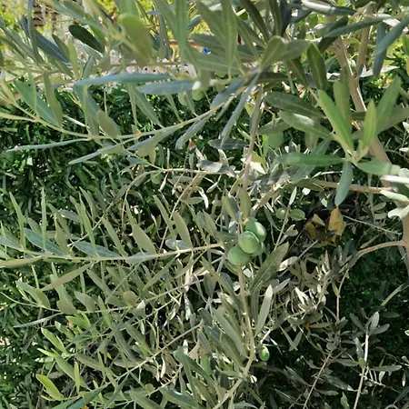 בית אירוח Mery *